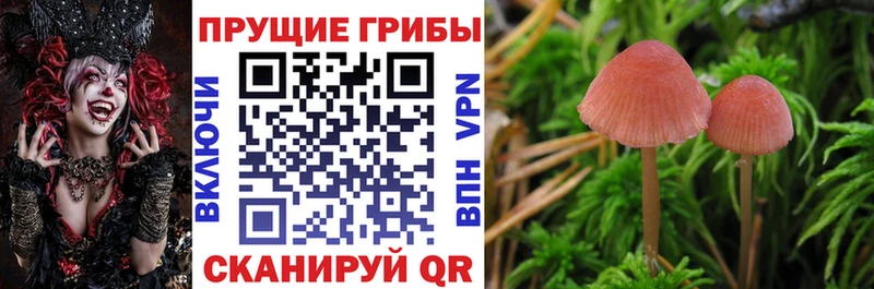 Купить  Ржев  Галлюциногенные грибы мухоморы 